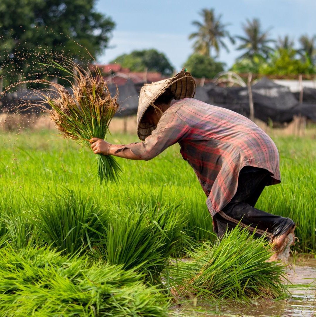 Soil and crop