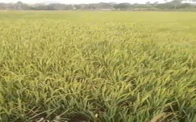 Inpari Super Rice field