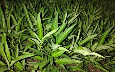 Successful Growth of Green Mustard with Rotenia Fertilizer